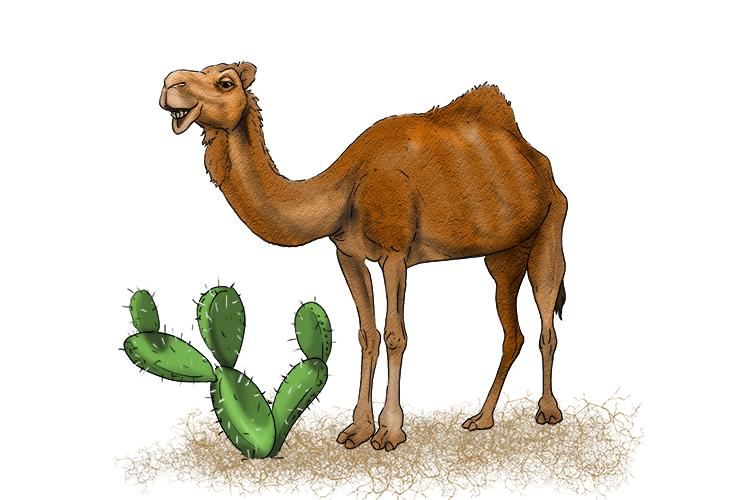 Cactus and camels have adapted to live in hot deserts.